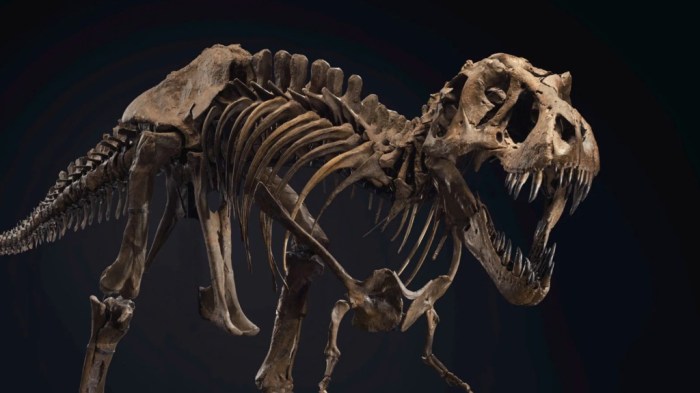 La imagen muestra el esqueleto de un Tiranosaurio Rex.