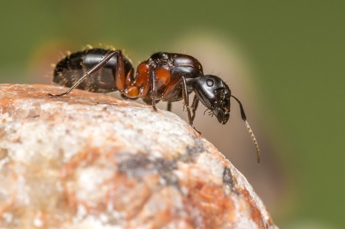 Una hormiga formicidae