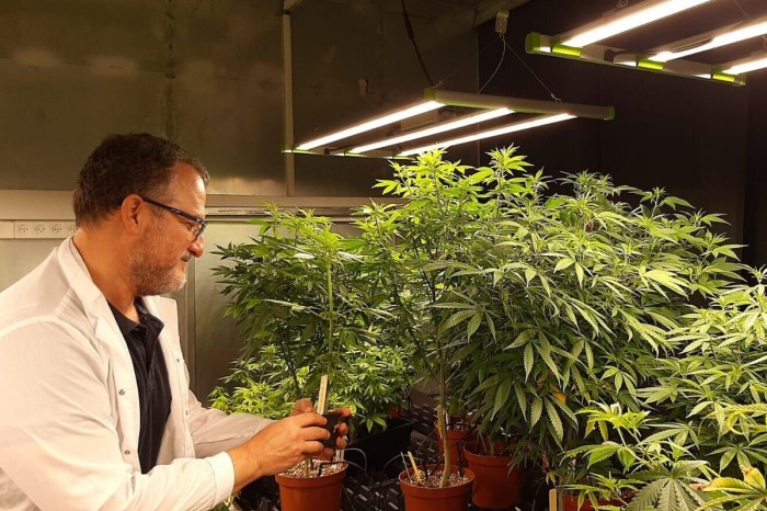 empresa mejorara geneticamente semillas cannabis ido margalit canbreed e1598793249110