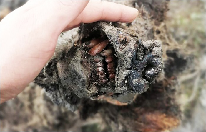 Restos de osos de las cavernas encontrados en Rusia