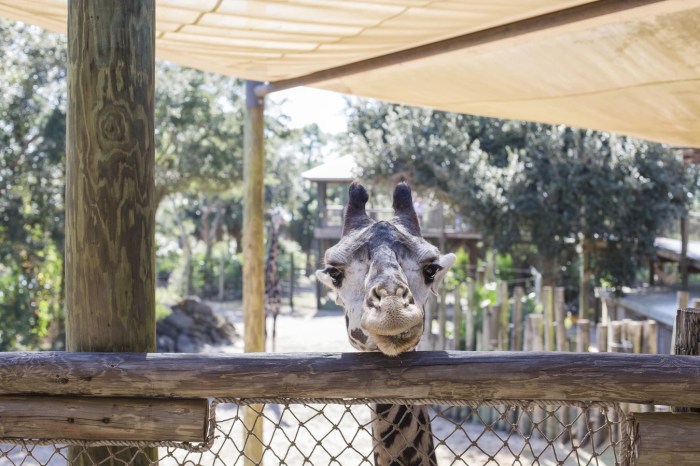 Una jirafa en un zoológico