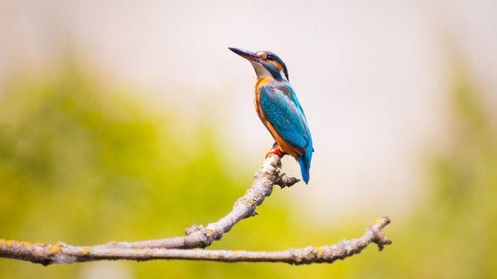 La imagen muestra un ave posada sobre una rama.