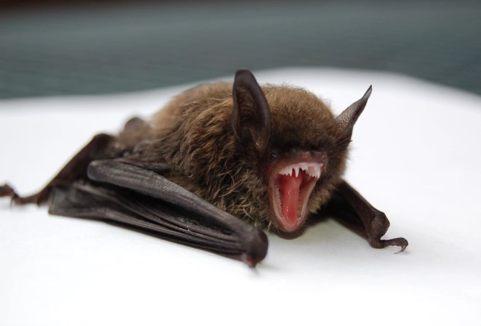 Un murciélago con la boca abierta muestra sus dientes