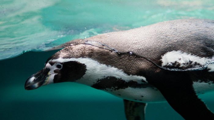 Un pingüino nada bajo el océano.