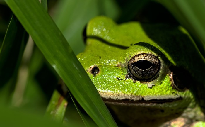 Una rana verde
