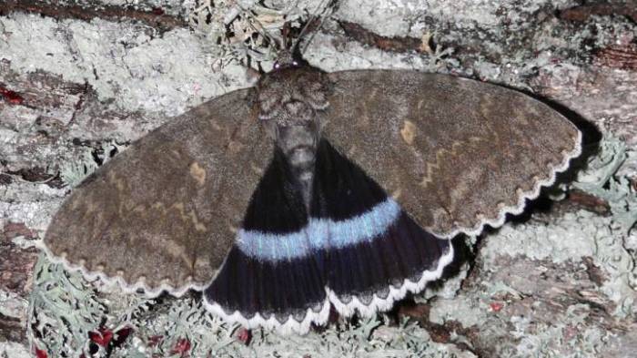 La imagen muestra una extraña especie de mariposa encontrada en Chernobyl.