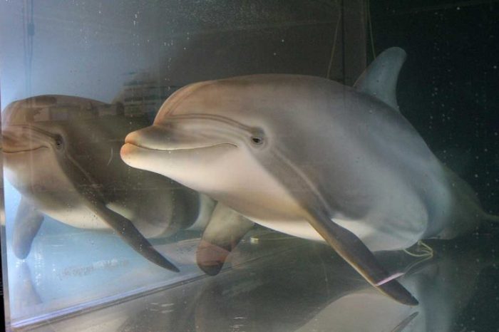 La imagen muestra a un delfín robot.