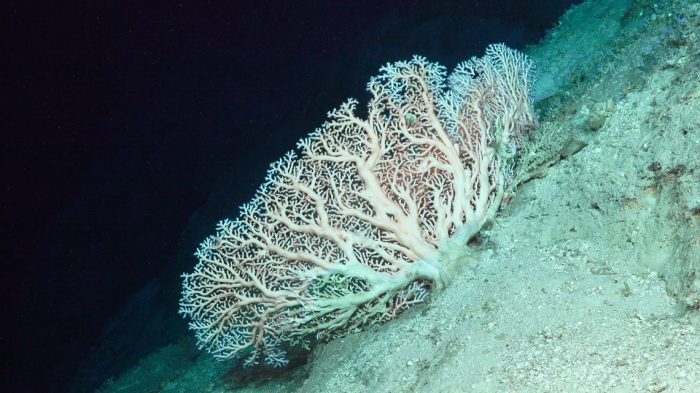 arrecife australia empire state coral