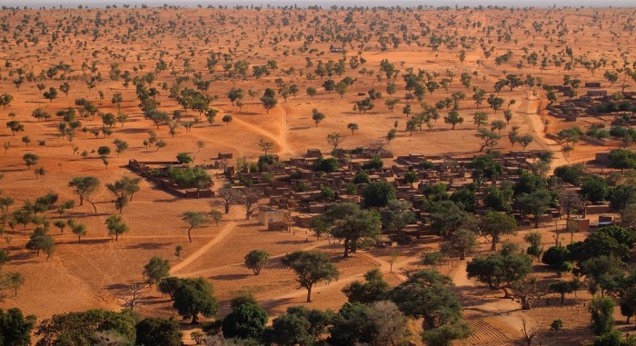 Árboles en el Sahara