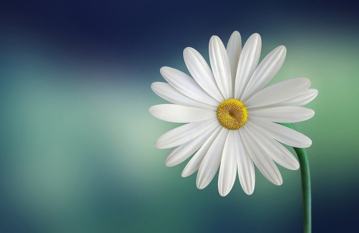 La imagen muestra una flor en el campo.