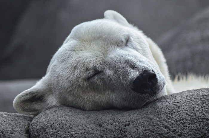 La imagen muestra a un oso polar durmiendo.