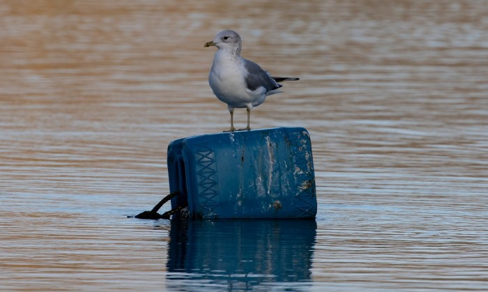 La imagen muestra un ave sobre un bidón de plástico.