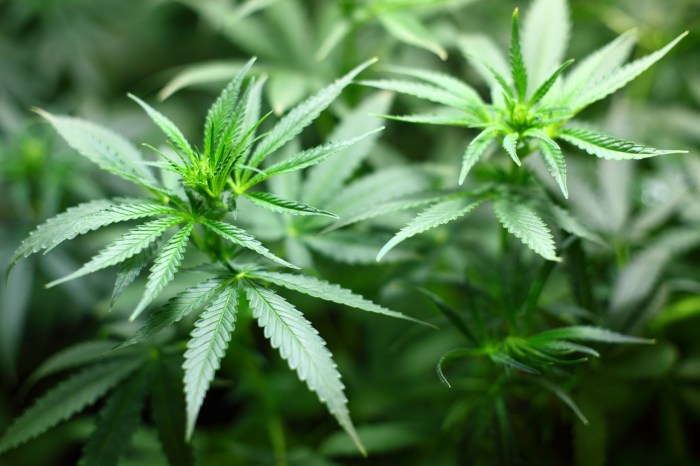 La imagen muestra una planta de marihuana.