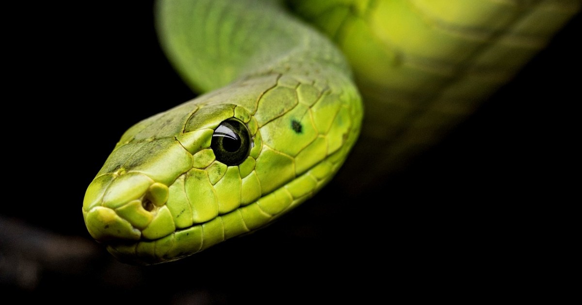Cómo las serpientes con tanta precisión en la oscuridad | Digital Trends Español