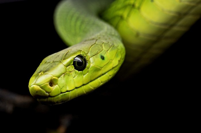 La imagen muestra una serpiente.