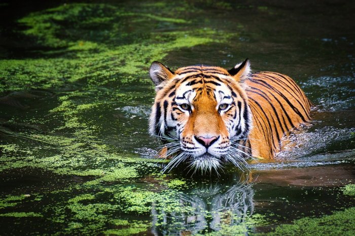 La imagen muestra a un tigre en el agua.