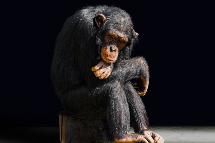 La imagen muestra a un chimpancé con rasgos depresivos.