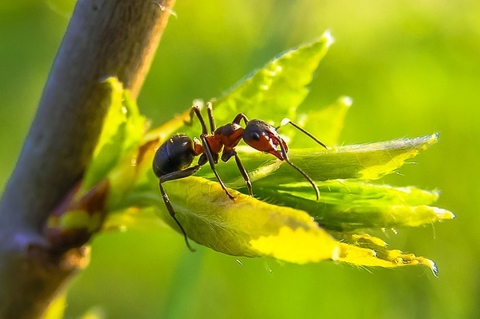 La imagen muestra una hormiga en un árbol.