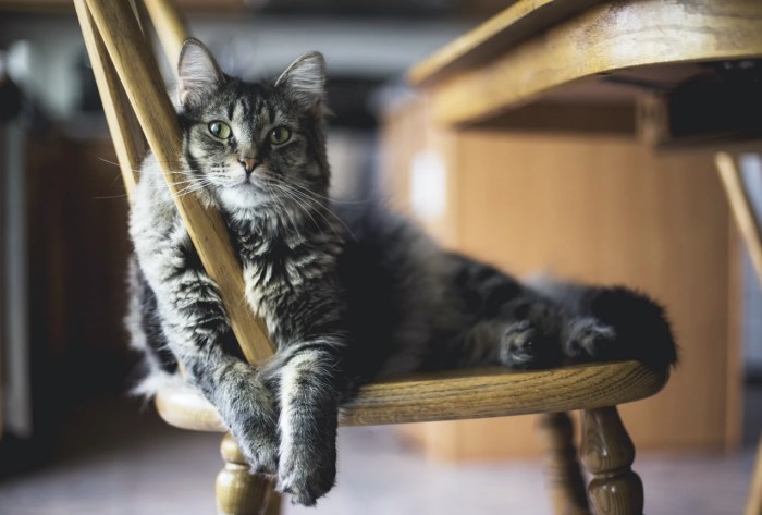 Un gato echado sobre una silla