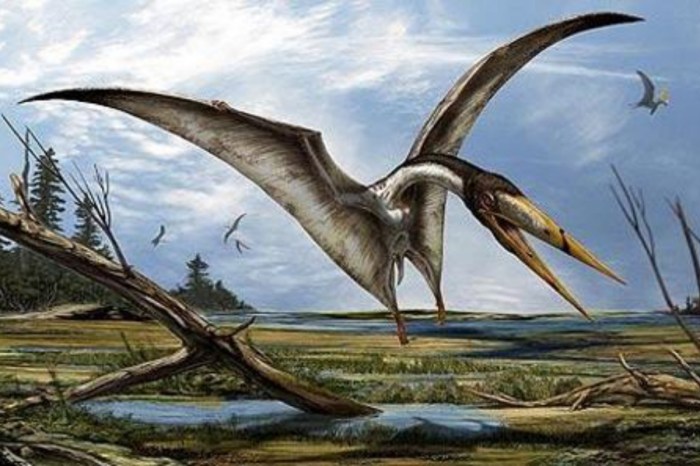 descubren nueva especie reptil volador pterosaurus
