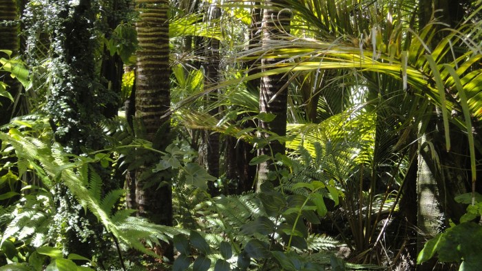La imagen muestra los árboles de una selva del Amazonas.