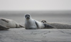 La imagen muestra a una foca bebé descansando en la playa.