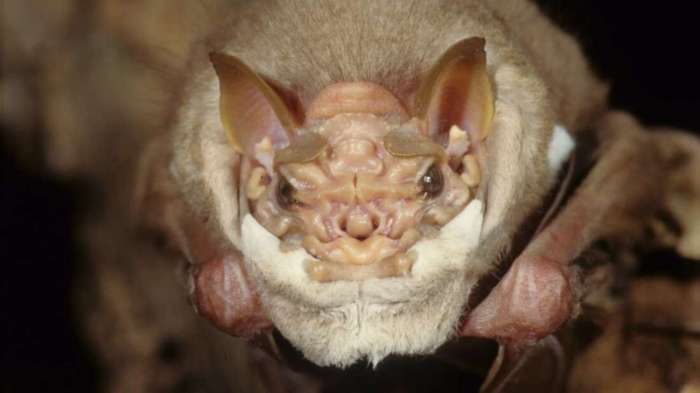 La imagen muestra a la especie de murciélago Centurio senex.