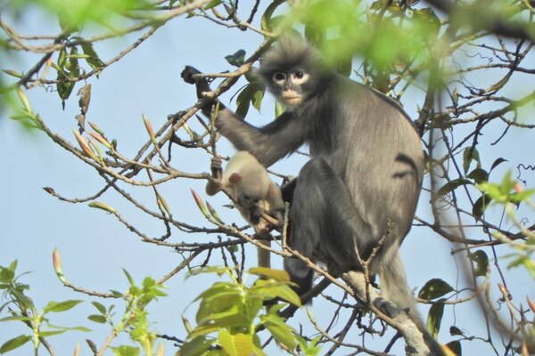La imagen muestra la nueva especie de primate Popa Iangur descubierta en Birmania.