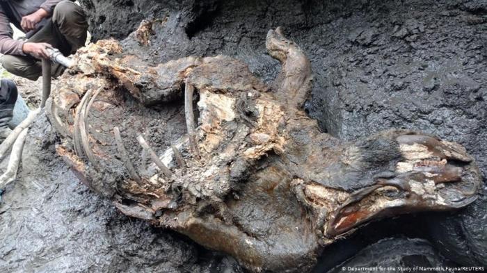 La imagen muestra los restos de un rinoceronte lanudo descubierto en Siberia.