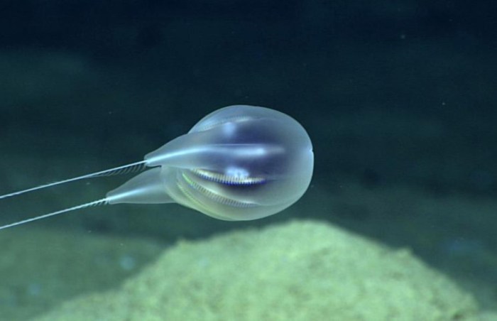 La imagen muestra una nueva especie de medusa descubierta cerca de Puerto Rico.