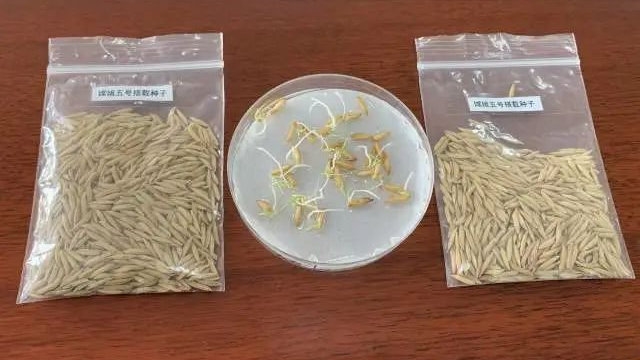 Cultivo de arroz de China en el espacio