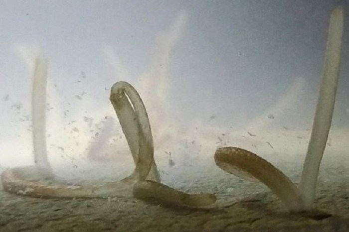 Los gusanos de barco utilizan sifones para esparcir su esperma