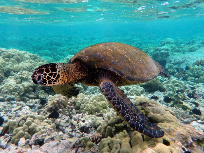 La imagen muestra una tortuga marina bajo el agua.