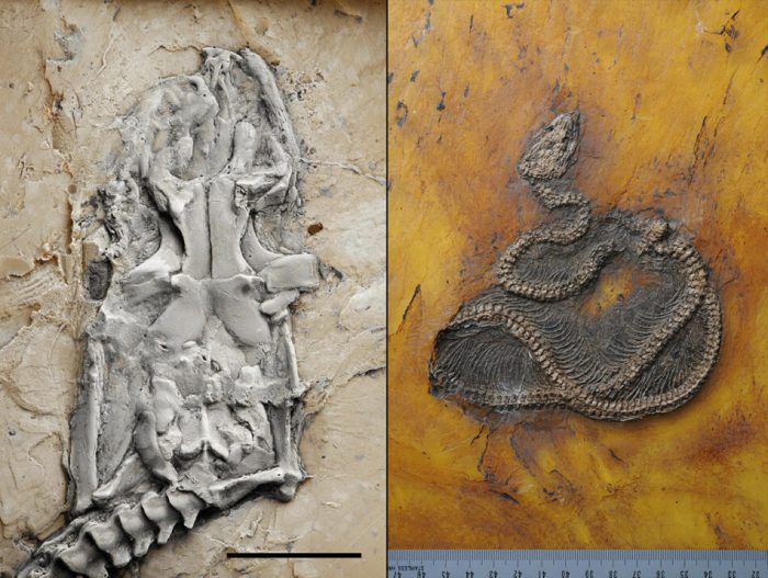 La imagen muestra el fósil de una serpiente pitón de 47 millones de años descubierto en Alemania.