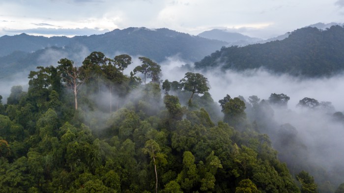La imagen muestra grandes extensiones de bosque en la selva amazónica.