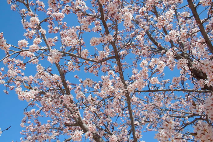 Árbol con flores de cerezo de Storyblock, uno de los mejores lugares para encontrar fondos virtuales en Zoom