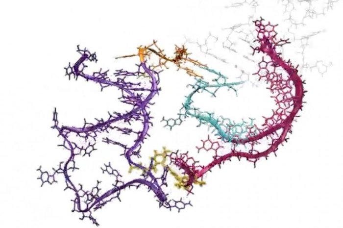 La imagen muestra cómo se pliega el ARN.