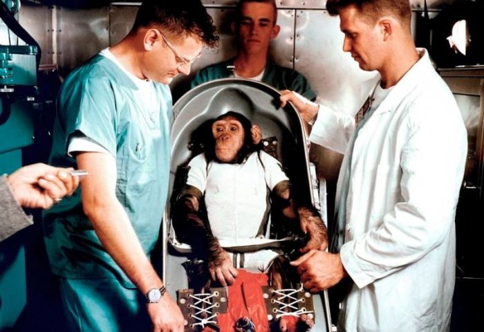 El chimpancé Ham se convirtió en 1961 en el primer homínido en llegar al espacio