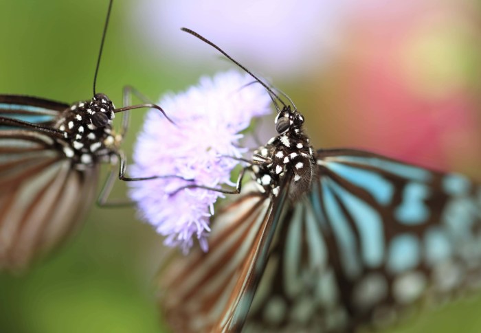 Biólogos de la Universidad de Lund en Suecia explican cómo vuelan las mariposas