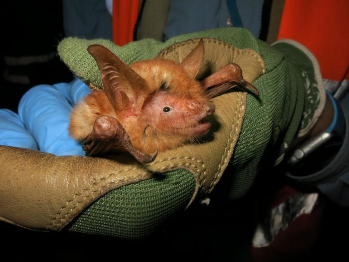 Científicos descubren en Guinea al "Myotis Nimbaensis", un murciélago con pelaje naranja