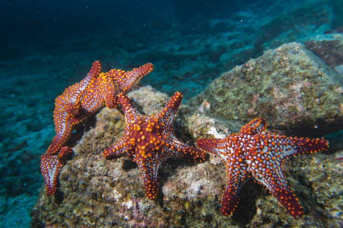 La imagen muestra a un grupo de estrellas de mar en el fondo del océano.