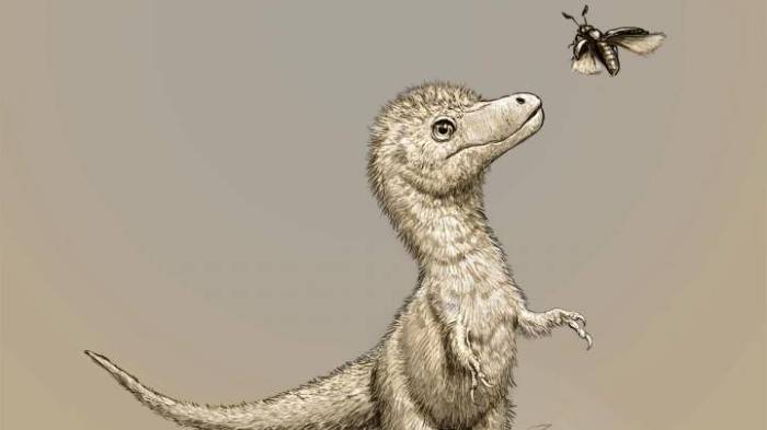paleontologos descubren que tamao tenia el tiranosaurio al nacer bebe  1