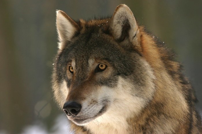 La imagen muestra el rostro de un lobo en medio de la naturaleza.