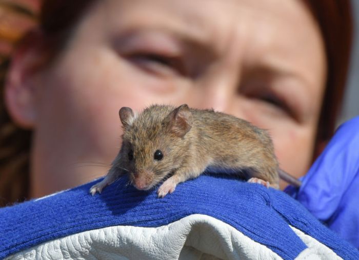 Los ratones se adaptan más mientras más conviven con humanos