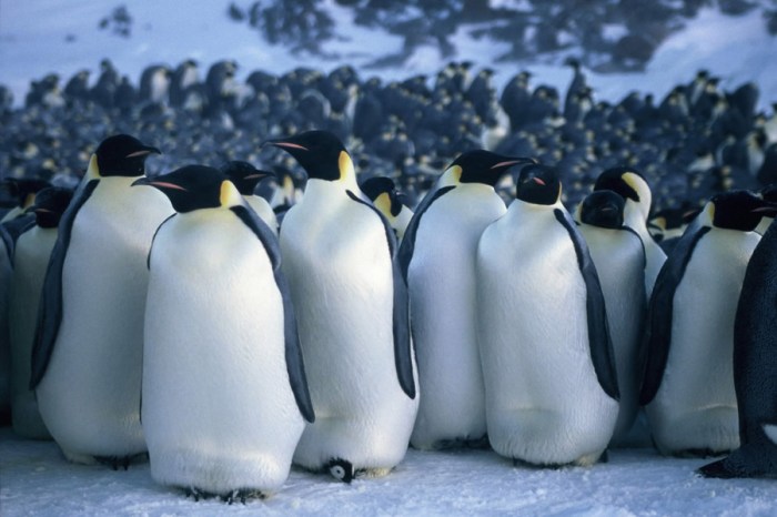 Frame del documental La marcha de los pingüinos