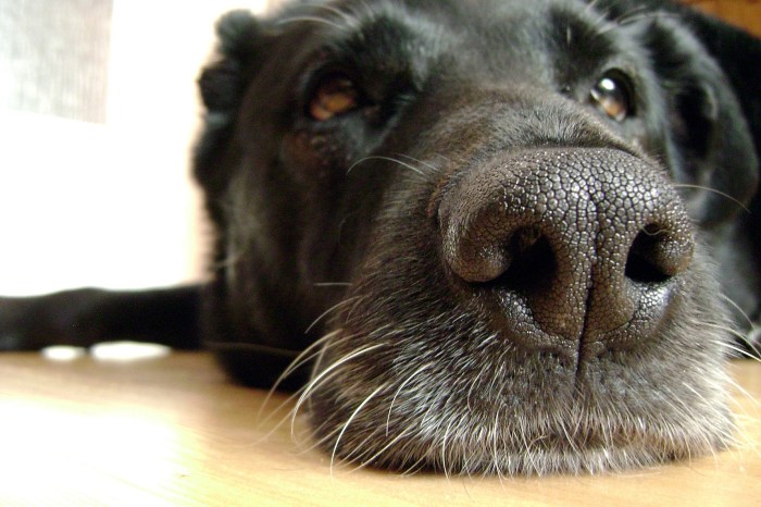 Un perro negro muestra su nariz