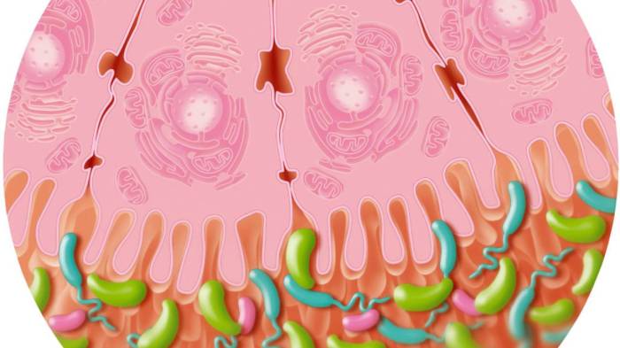 Científicos en Europa describen poco más de 140,000 virus hallados en el intestino humano