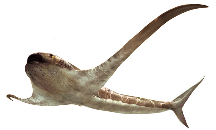 descubren mexico singular fosil tiburon alado 2 discoveryofa