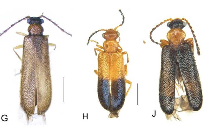 Tres escarabajos son nombrados por un equipo de entomólogos como las legendarias aves pokémon