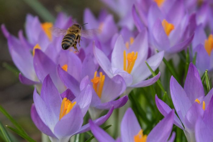 Un estudio de científicos alemanes revela que el polen eleva el riesgo de contraer COVID-19